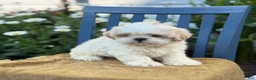 Shih Tzu dogs for sale: Henley - Ad 6