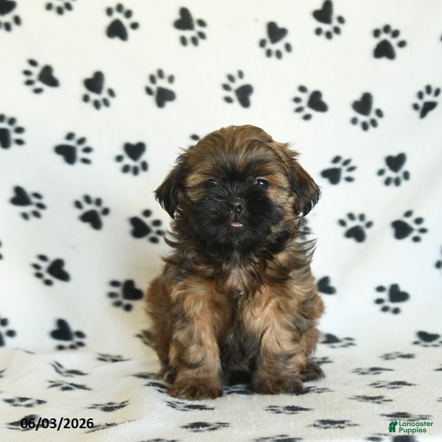 Shih Tzu dogs for sale: Teddy - Ad 4