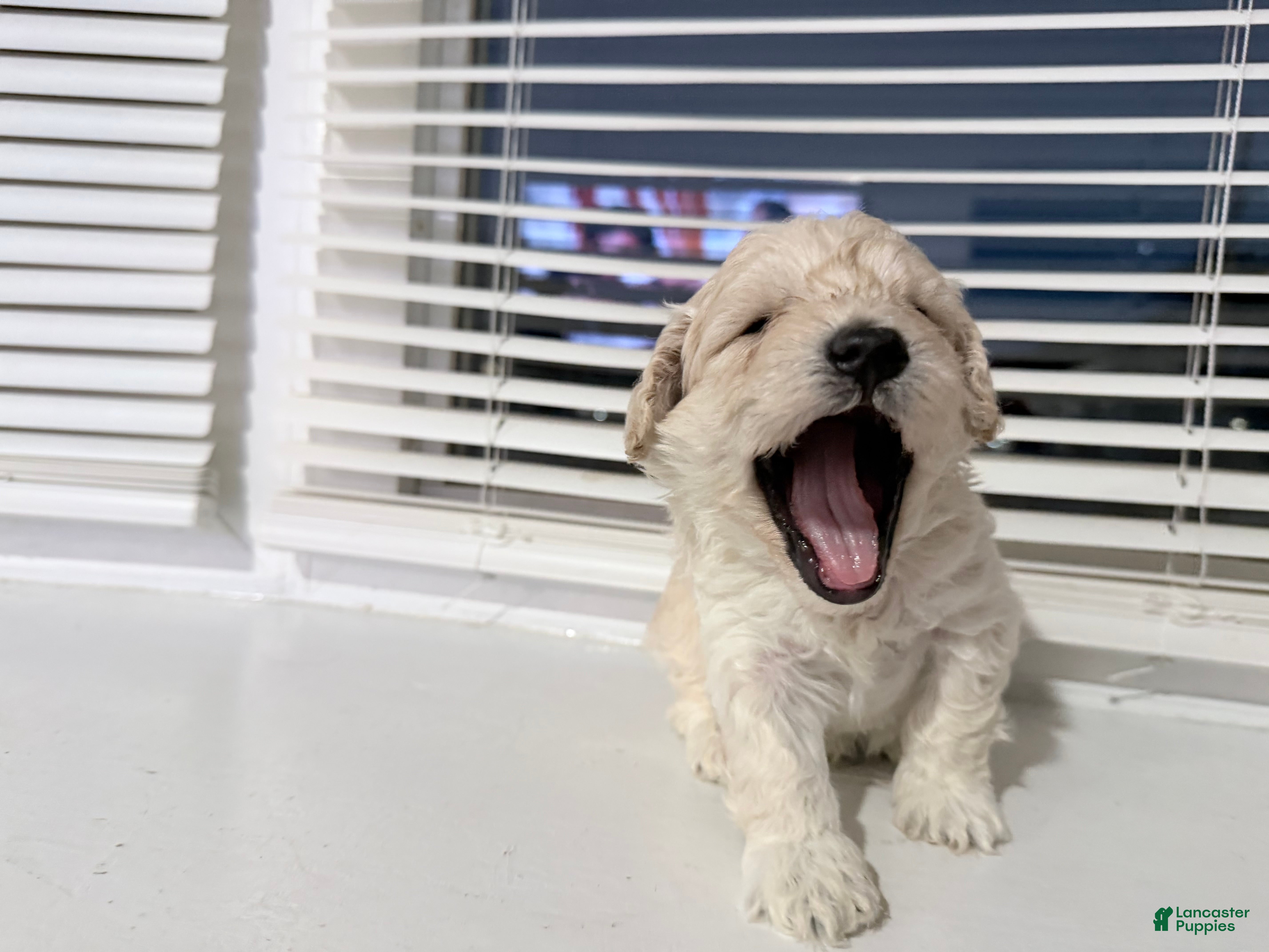 Toy Poodle dogs marshmallow - Ad 1