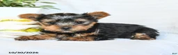 Yorkshire Terrier dogs for sale: Peanut  - Ad 3