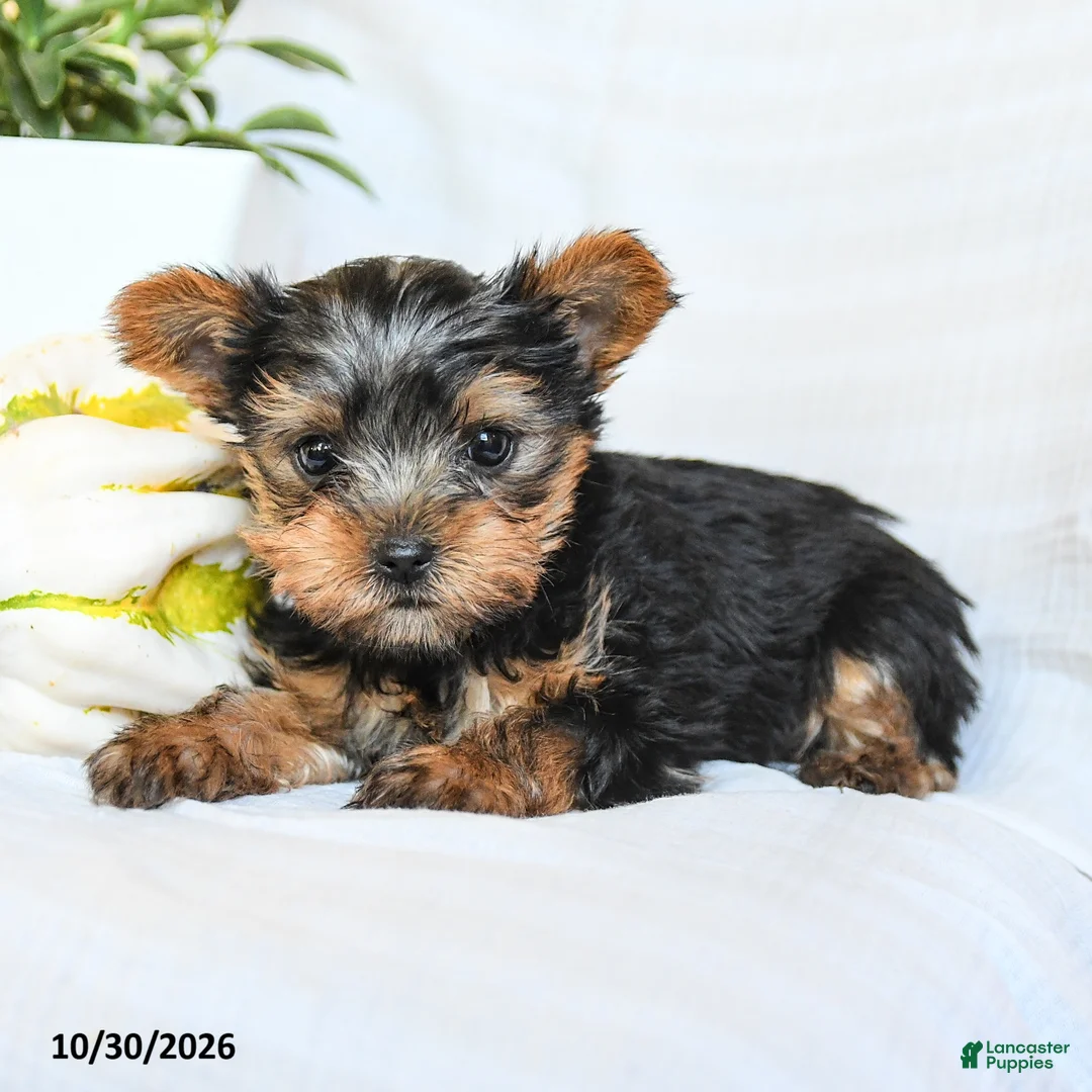 Yorkshire Terrier dogs for sale: Peanut  - Ad 3