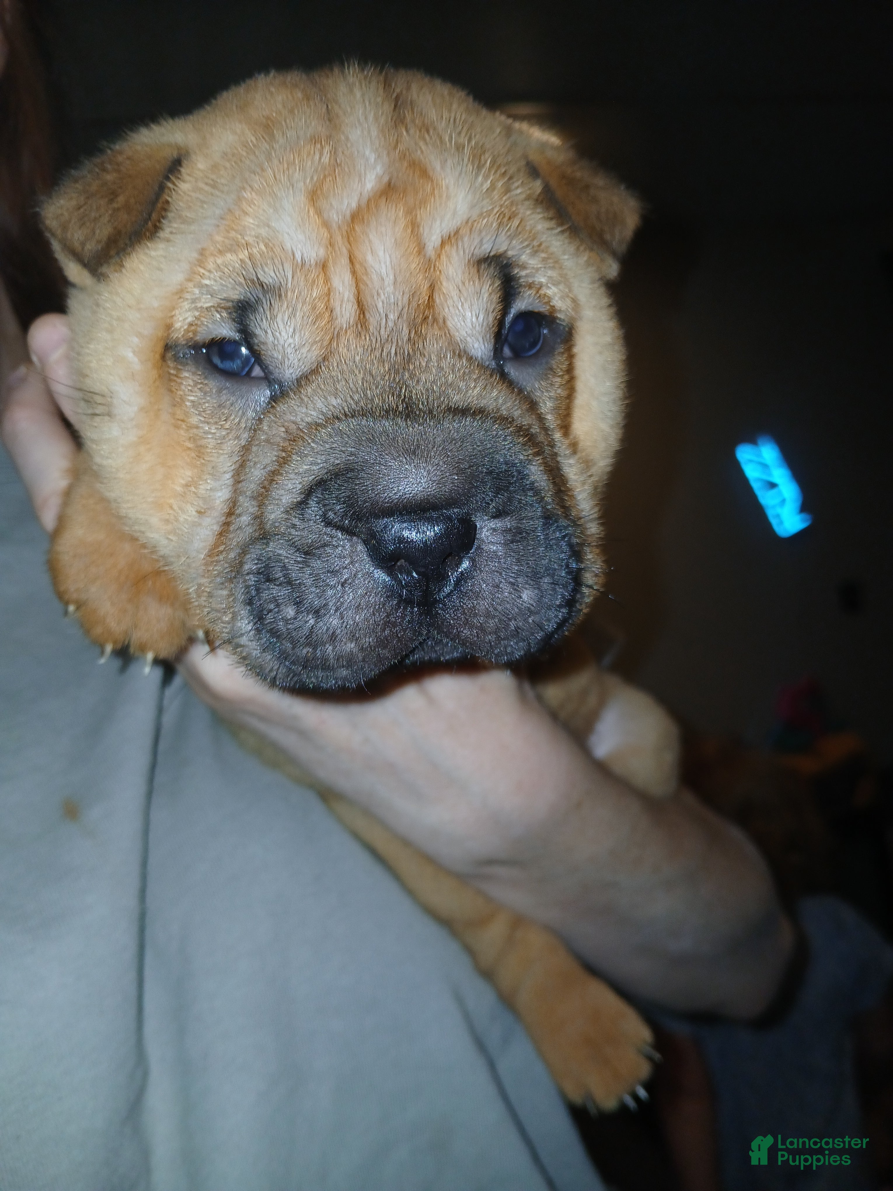 Shar Pei dogs Shar Pei Puppy 4 - Ad 8