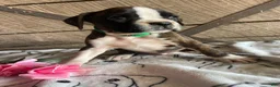 Boxer dogs for sale: Otis - Ad 2