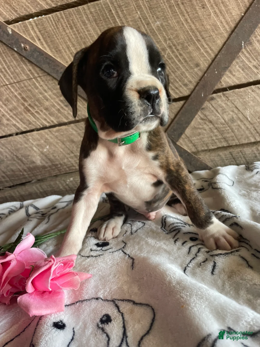 Boxer dogs for sale: Otis - Ad 2