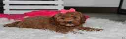 Cockapoo dogs for sale: Phoebe  - Ad 12