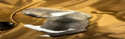 Akita dogs for sale: Aurora - Ad 13
