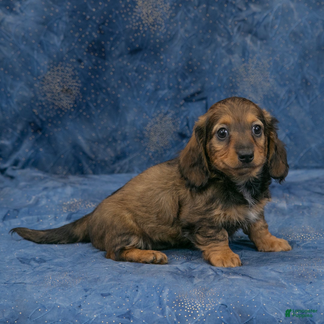 Miniature Dachshund dogs for sale: Harry - Ad 3