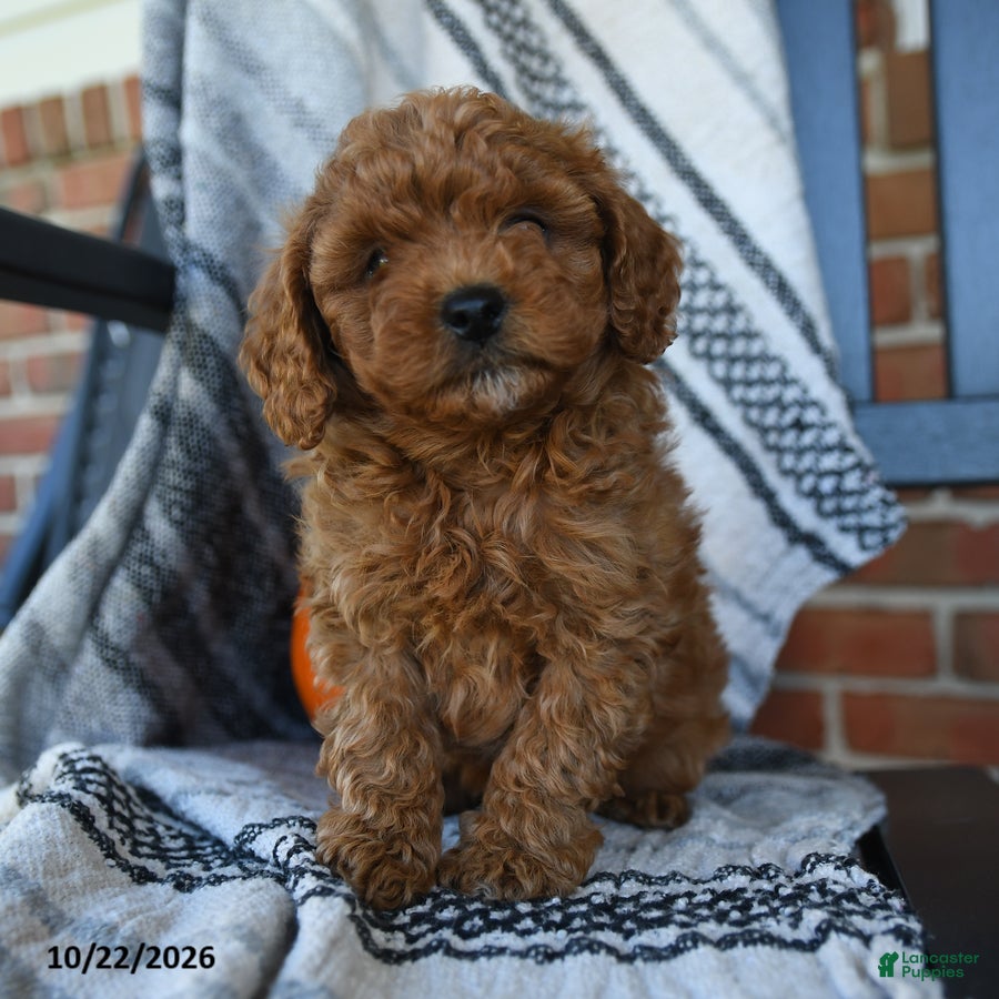 Cavapoo dogs Rainbow - Ad 2