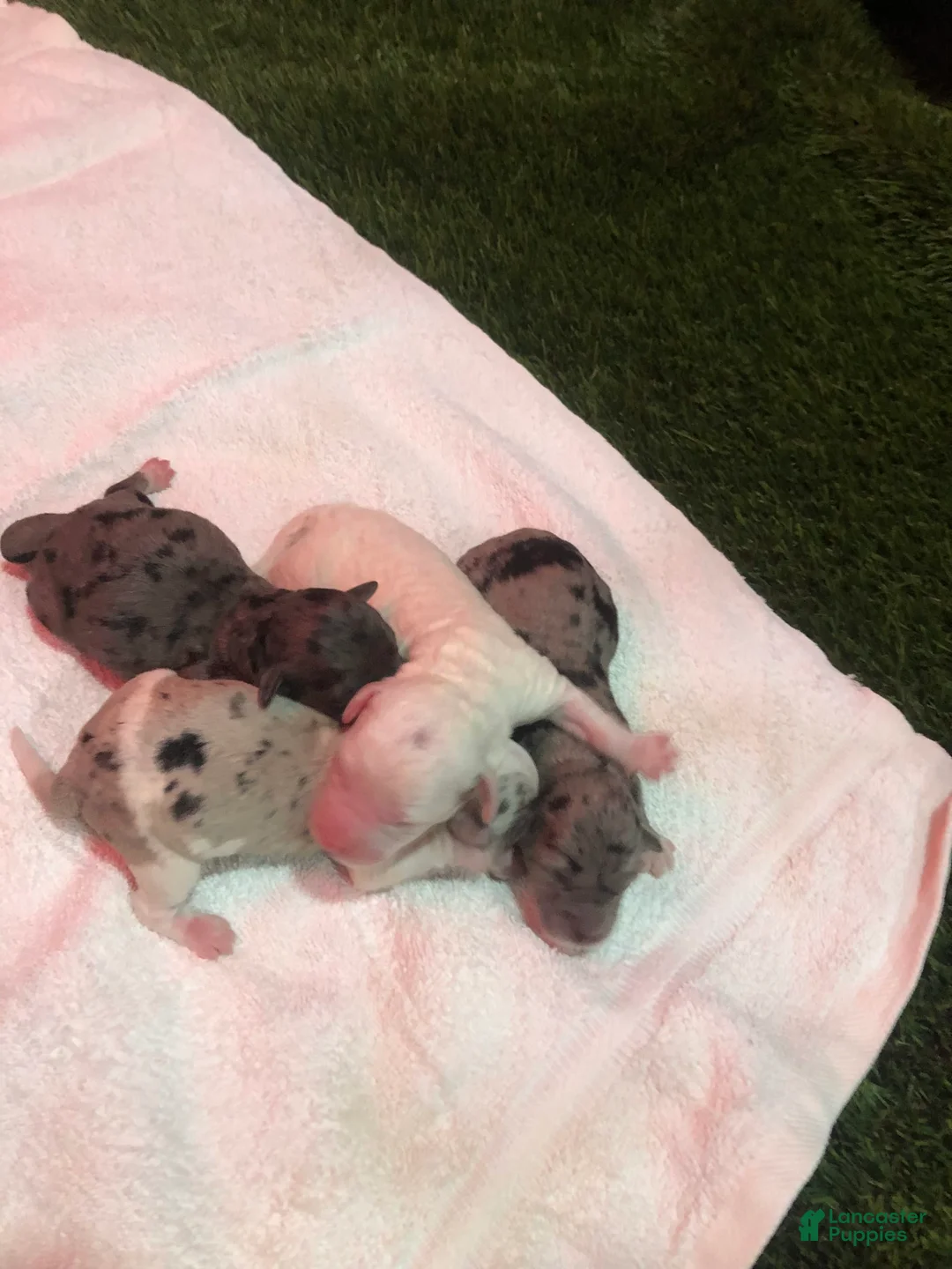 Gallery Image {{count}}