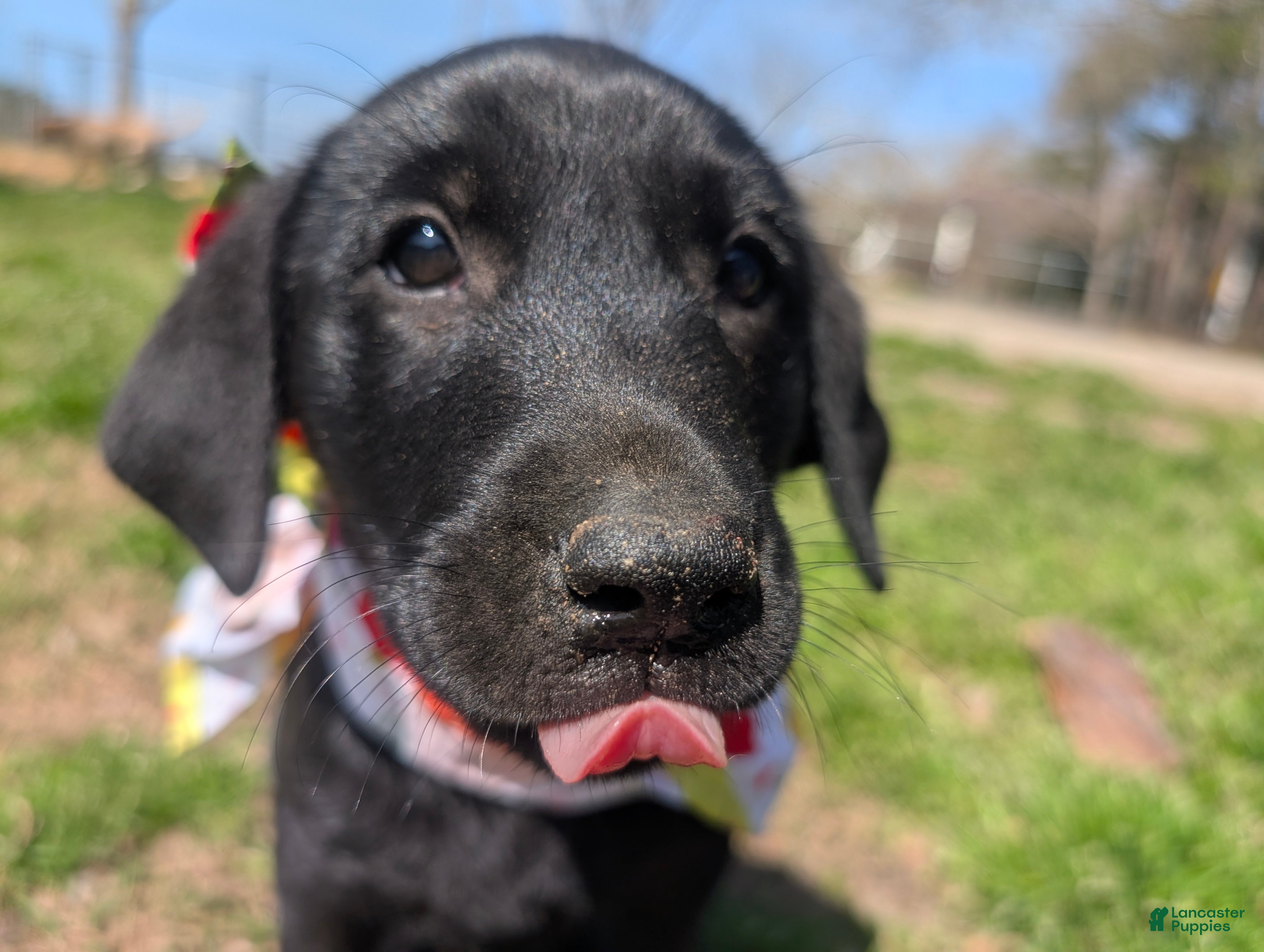Labrador Retriever dogs Labrador Retriever Puppy 1 - Ad 17