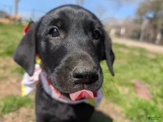 Labrador Retriever dogs Labrador Retriever Puppy 1 - Ad 17