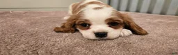 Cavalier King Charles Spaniel dogs for sale: Diego - Ad 6