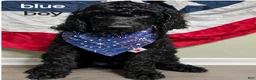 Standard Poodle dogs for sale: Standard Poodle 2 - Ad 1