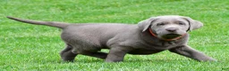 Labrador Retriever dogs for sale: Skittles - Ad 9