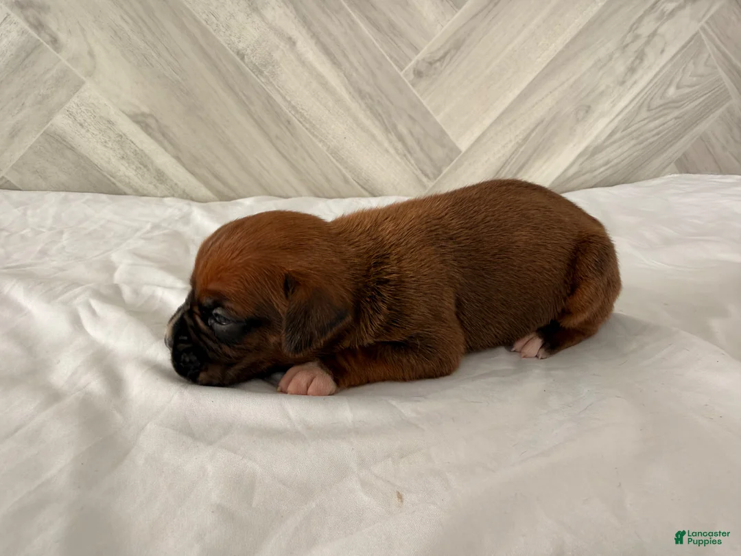 Boxer dogs for sale: Cutie - Ad 2