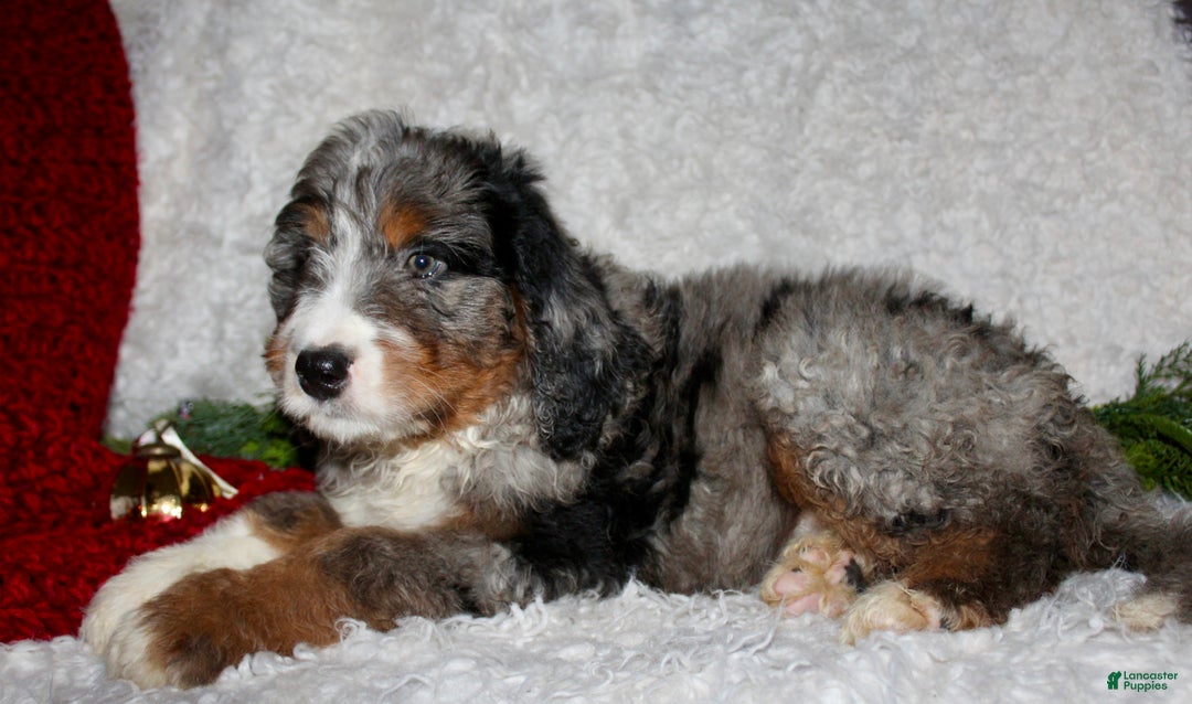 Bernedoodle dogs for sale: Jack - Ad 3