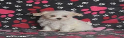 Maltese dogs for sale: Forrest - Ad 3
