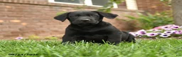 Labrador Retriever dogs for sale: Bagel - Ad 4