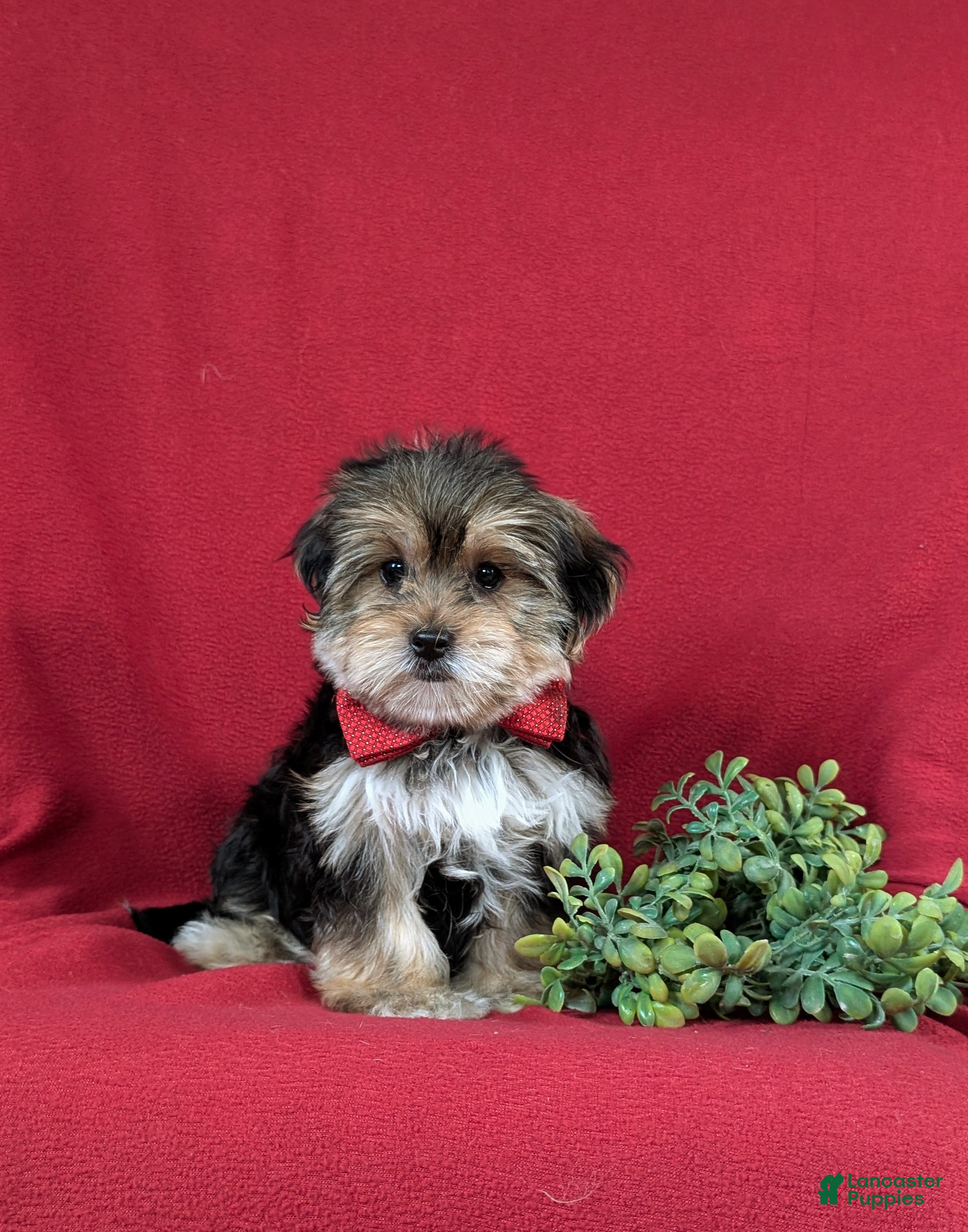 Morkie dogs Baxter 7 lbs Full Grown - Ad 1