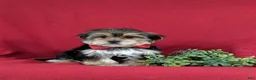 Morkie dogs for sale: Baxter 7 lbs Full Grown - Ad 1