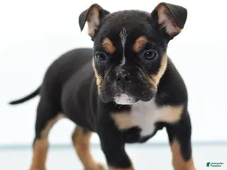 Mixed Breed dogs Emma tricolor hybrid - Ad 40