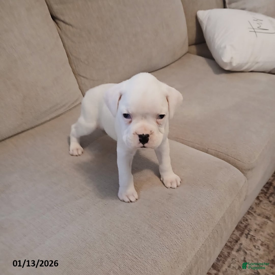 Boxer dogs for sale: Snowy - Ad 5