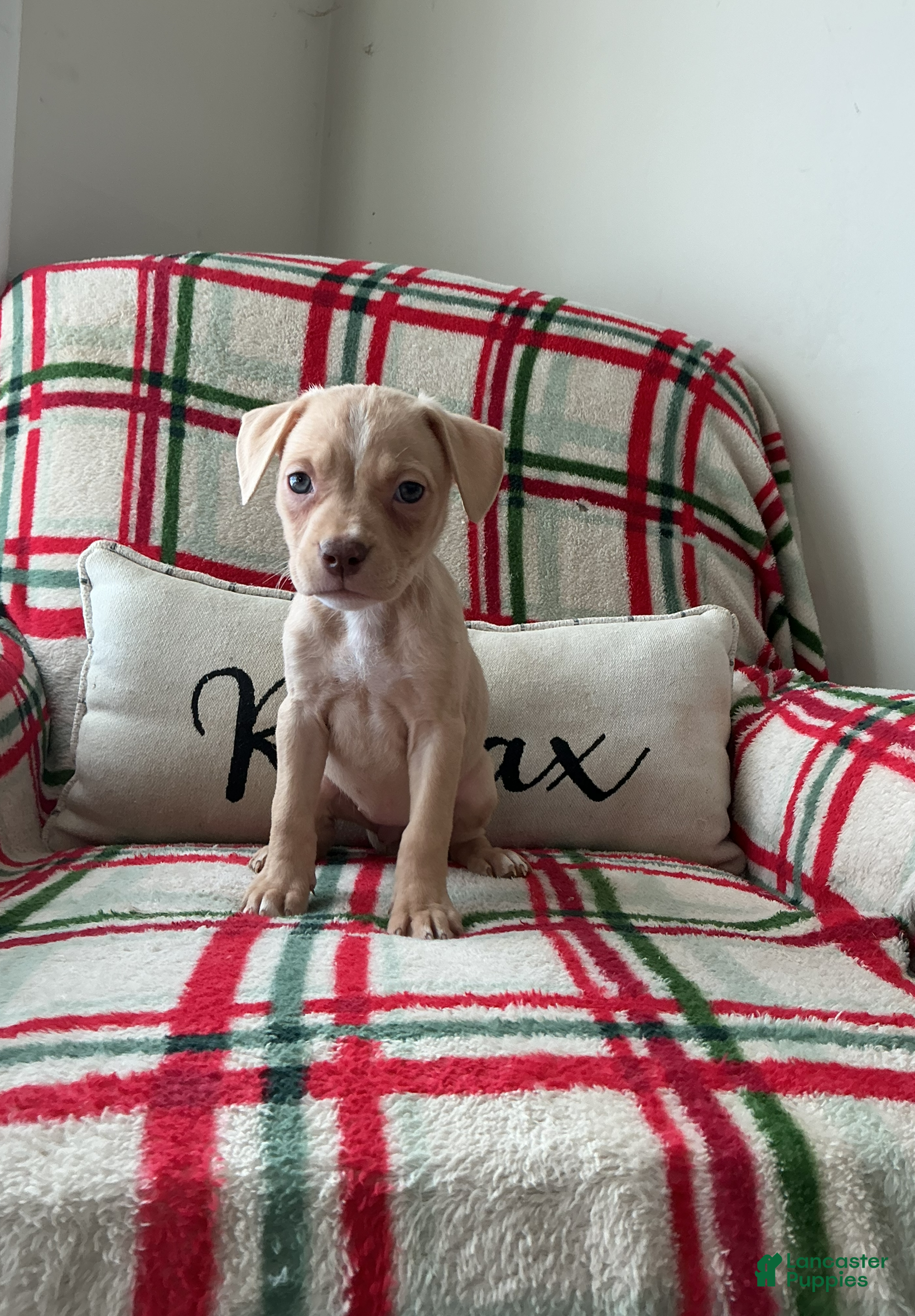 American Bully dogs Chanel - Ad 2