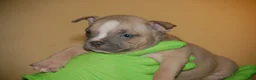 American Bully dogs for sale: Fawn Female 1 - Ad 13