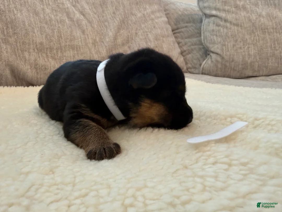 German Shepherd dogs for sale: White Girl - Ad 2