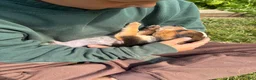 Beagle dogs for sale: Riot - Ad 8