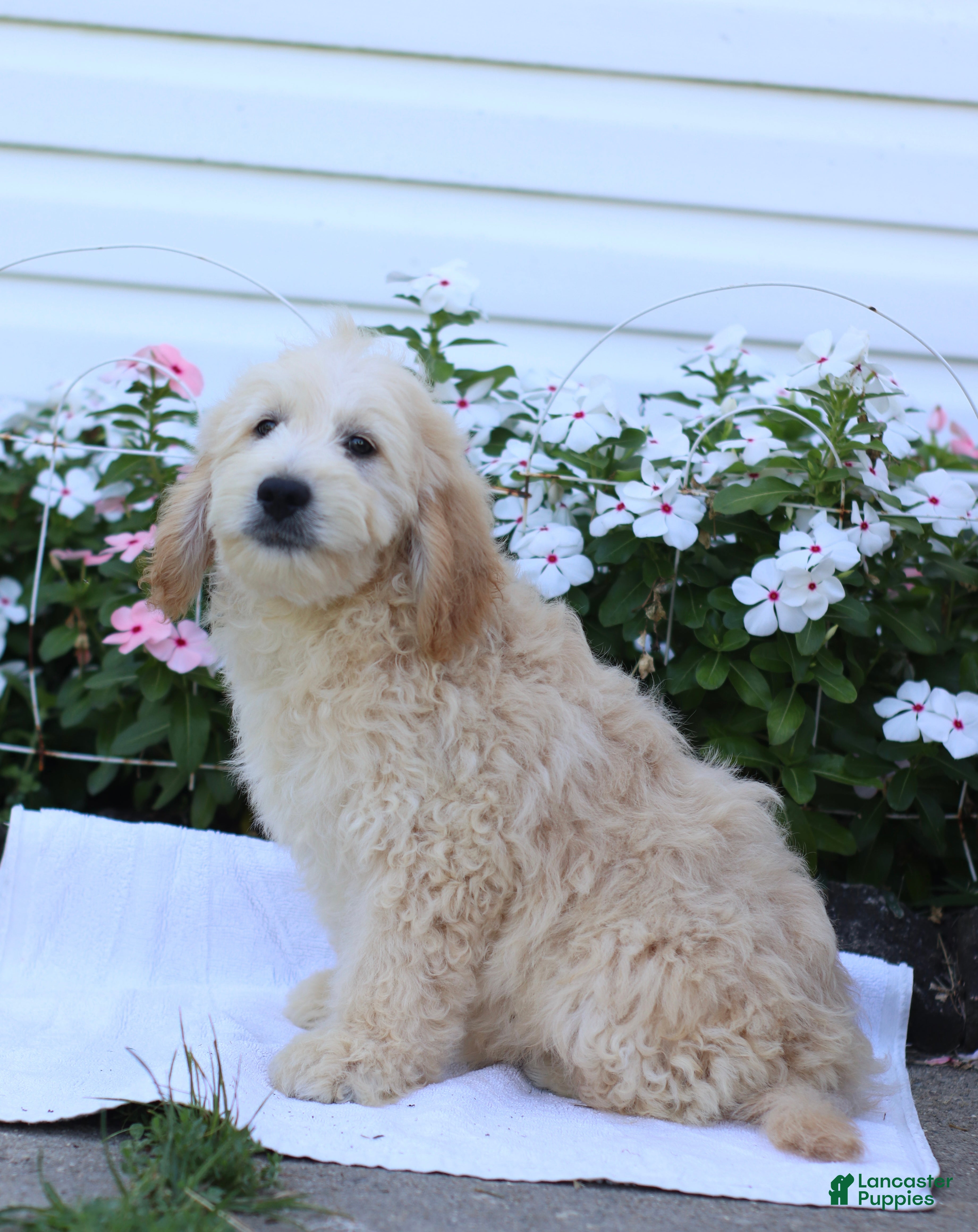 Mini Goldendoodle dogs Jared - Ad 2