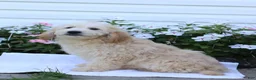 Mini Goldendoodle dogs for sale: Jared - Ad 2