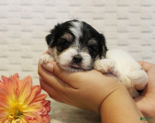 Morkie dogs Willow - Ad 1