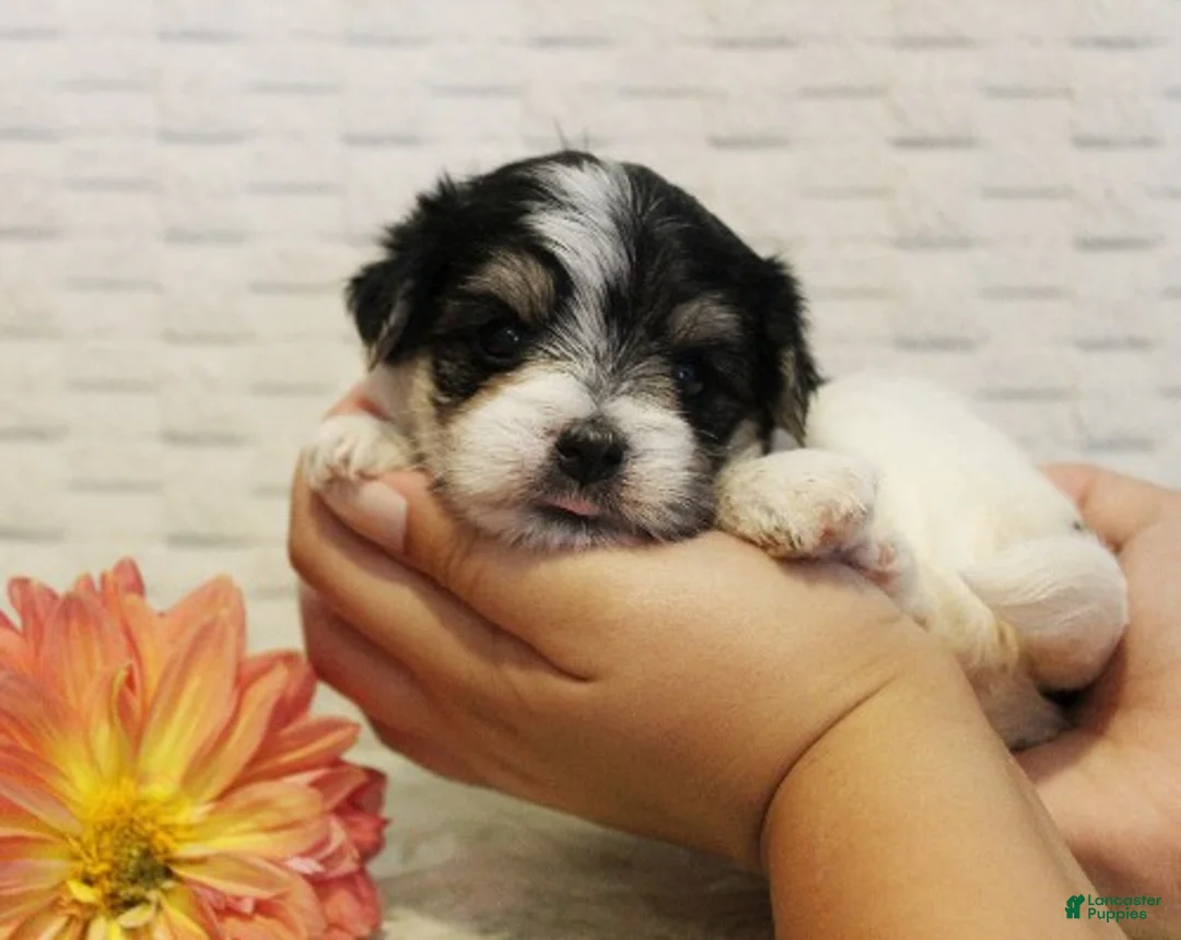 Morkie dogs for sale: Willow - Ad 1