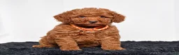 Mini Goldendoodle dogs for sale: Mr. Micky - Ad 6