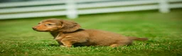 Miniature Dachshund dogs for sale: Ezra - Ad 10