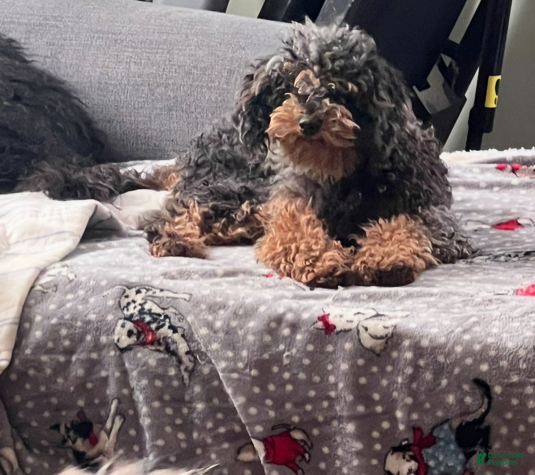 Mini Goldendoodle dogs for sale: Finn - Ad 4