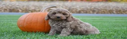 Cockapoo dogs for sale: Penny - Ad 1