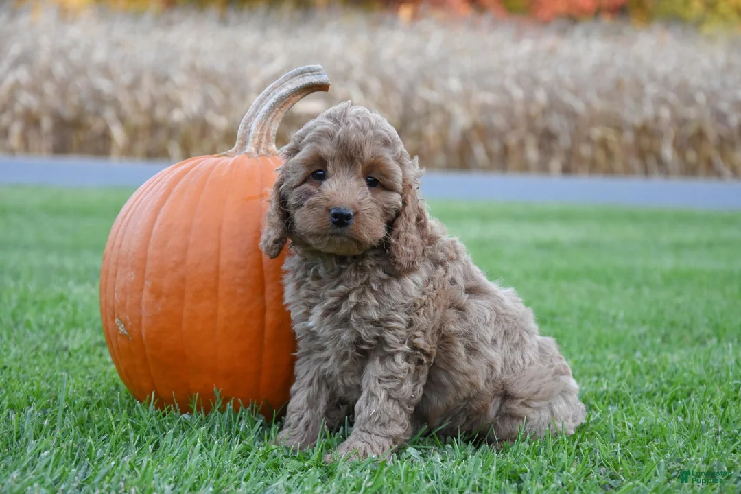 Cockapoo dogs for sale: Penny - Ad 1