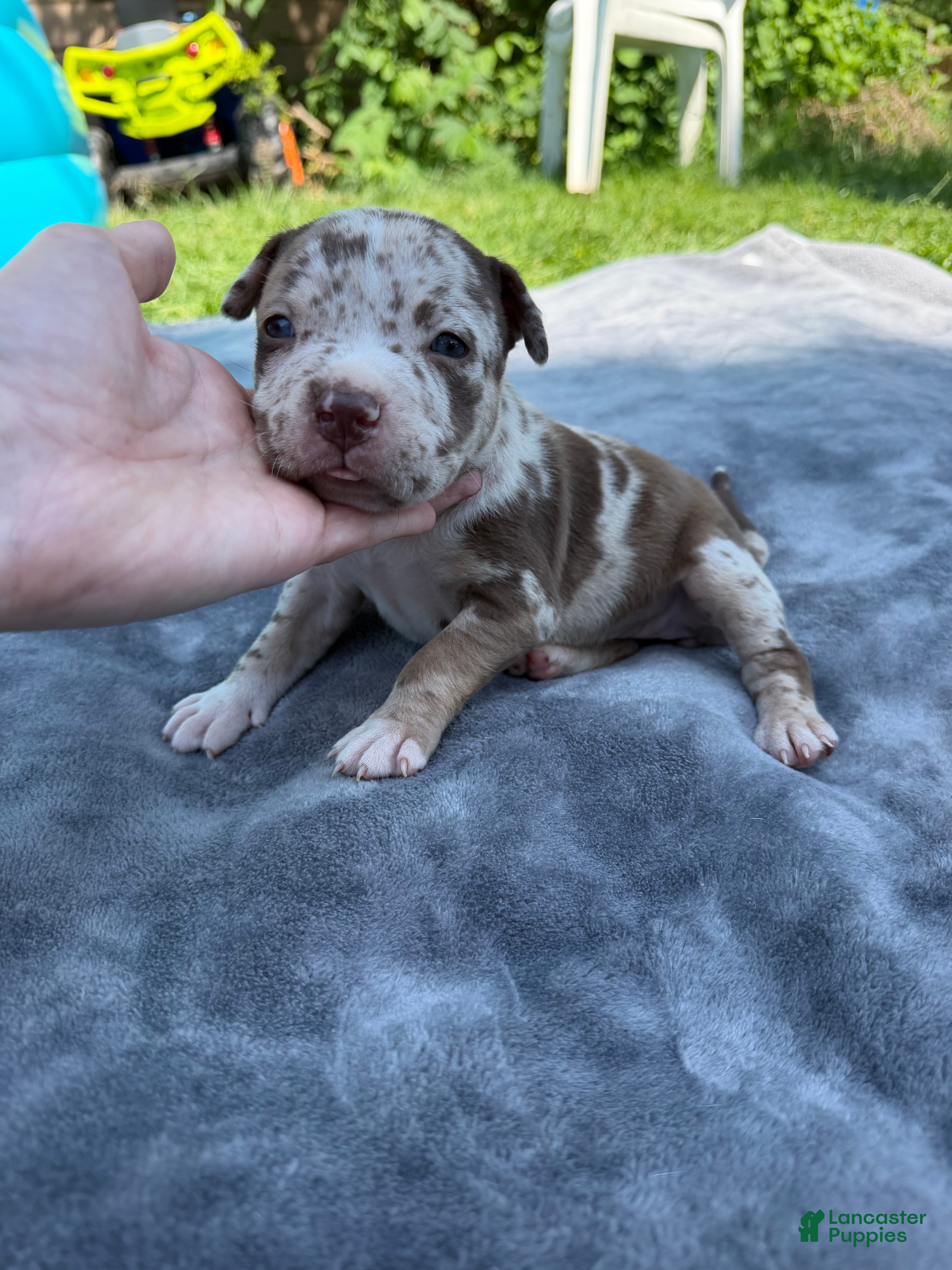 American Bully dogs Raven - Ad 2