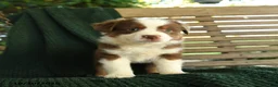 Miniature Australian Shepherd dogs for sale: Oakley - Ad 5