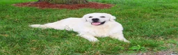 Golden Retriever dogs for sale: Gilbert - Ad 7