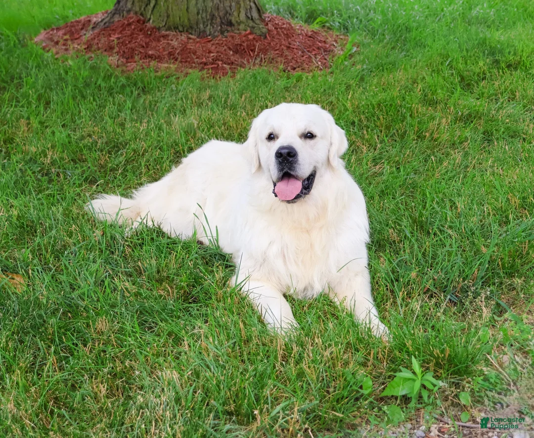 Golden Retriever dogs for sale: Gilbert - Ad 7
