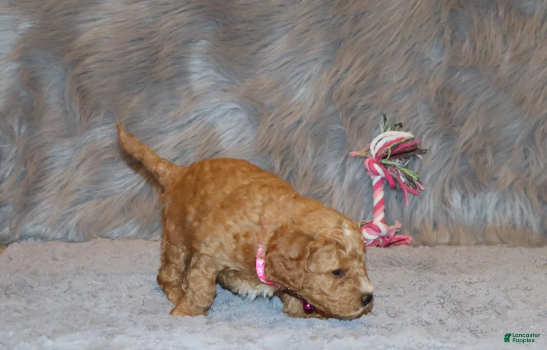 Mini Goldendoodle dogs for sale: Wanda🌷 Genetic Clear Parents - Ad 13