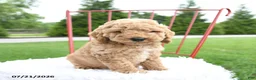 Cockapoo dogs for sale: Judah - Ad 5