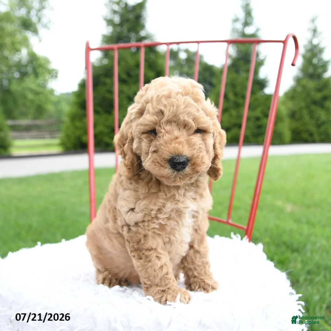 Cockapoo dogs for sale: Judah - Ad 5