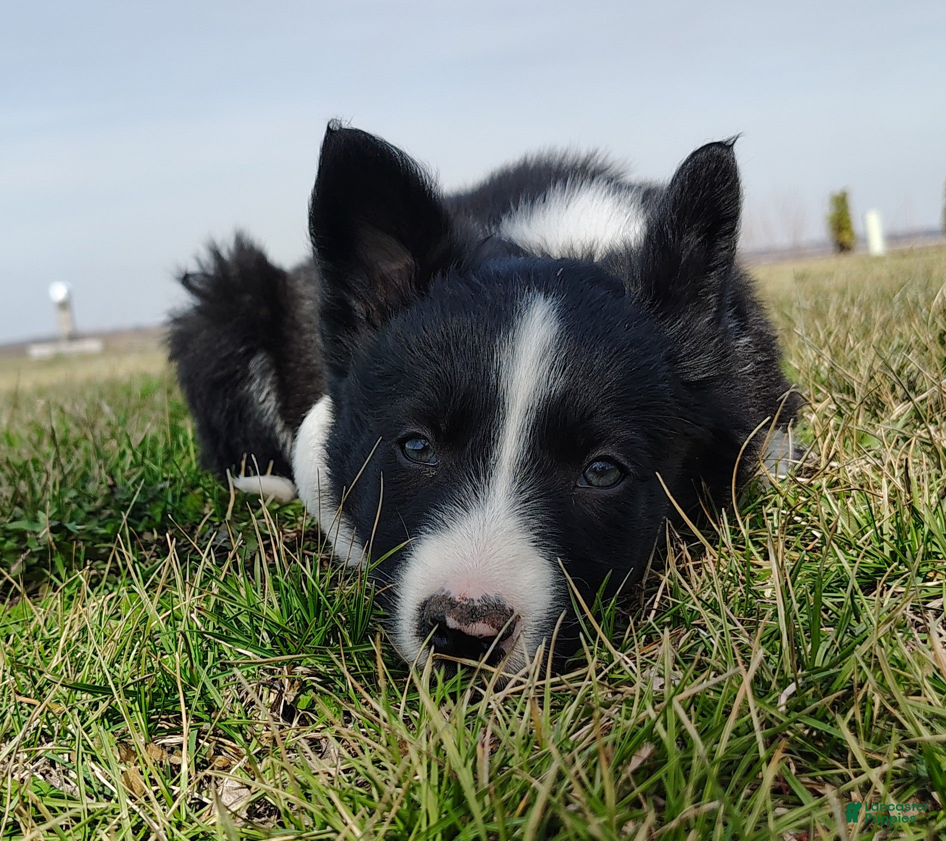 Border Collie dogs Kennedy  - Ad 1