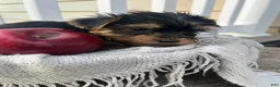 Yorkshire Terrier dogs for sale: Moses - Ad 2