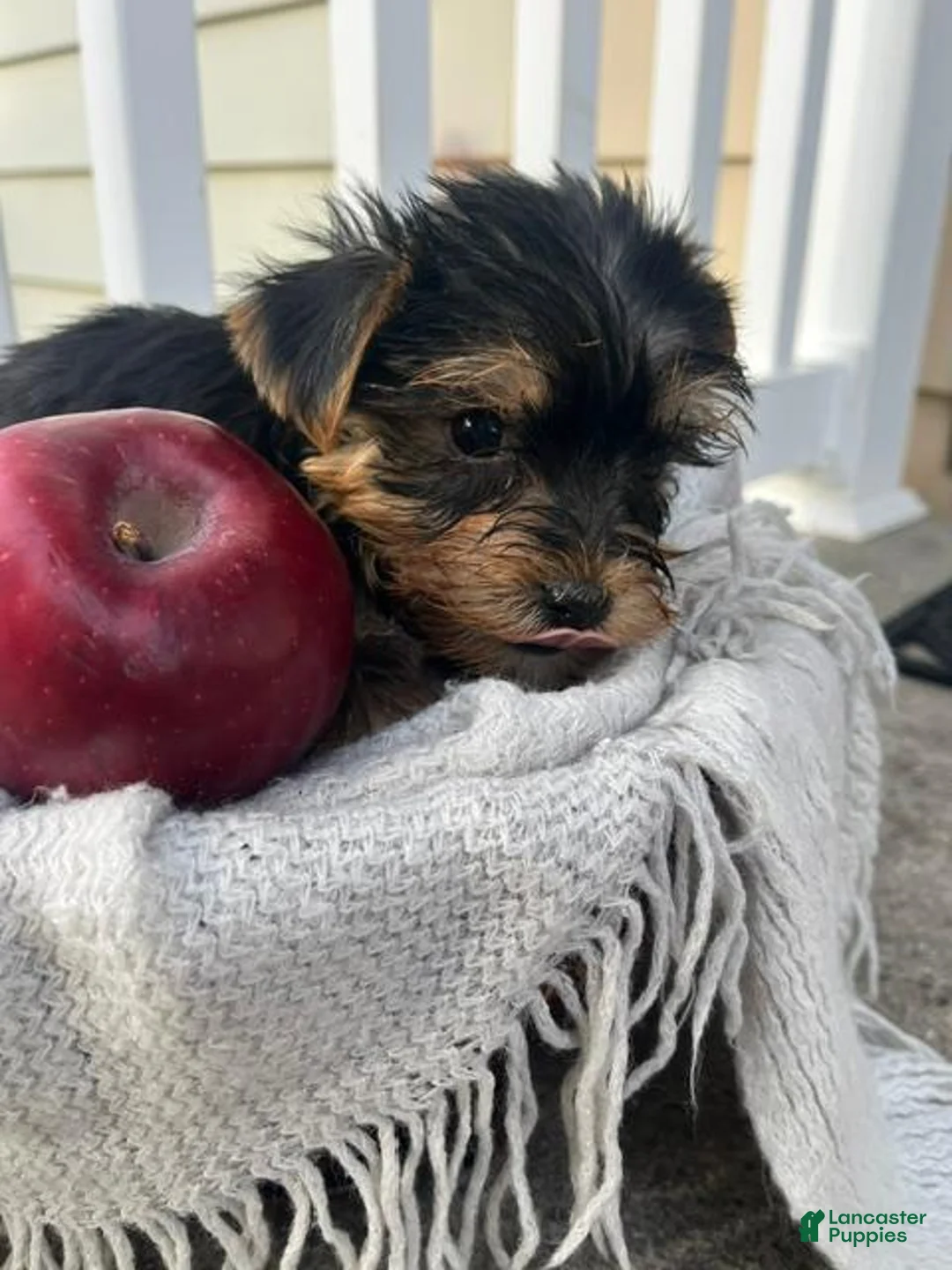 Yorkshire Terrier dogs for sale: Moses - Ad 2