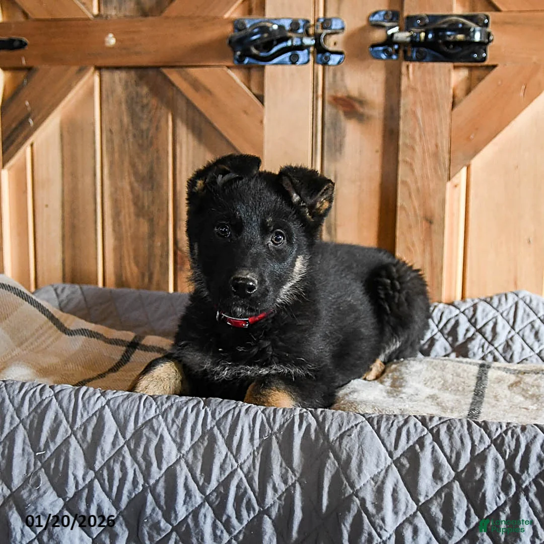 German Shepherd dogs for sale: Melody - Ad 4